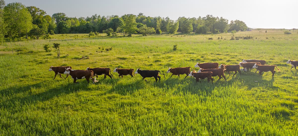 Cattle walking in green meadow - Zoetis
