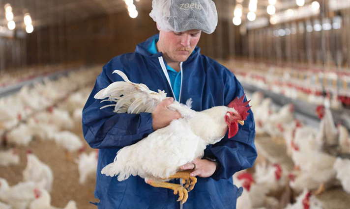 Poultry - Zoetis
